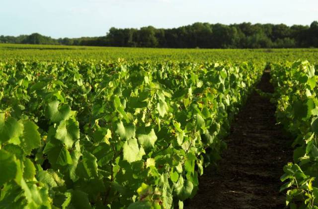 Vignoble - La Valle de Clisson